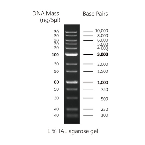 [Eletro3ks227] 1Kb PLUS DNA Ladder, 100bp-10Kb, 500uL