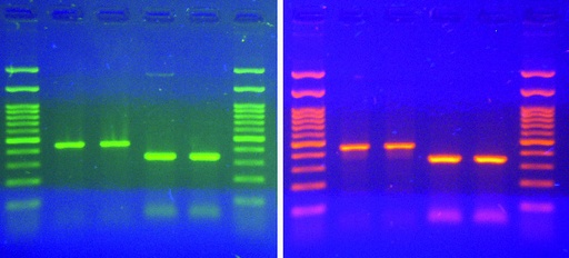 [Eletro3ks235] Midori Green Xtra DNA Stain