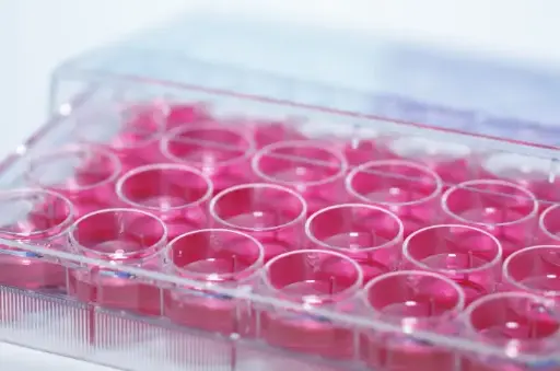 [T106033] Equine IL-15 ELISA Kit